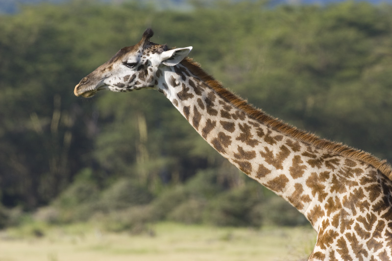 Giraffe